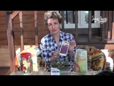 Видео: Как пикировать капусту. Сайт "Садовый мир"