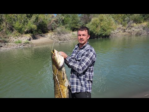 Видео: ПОЙМАЛИ ТРОФЕЯ! Выезд на рыбалку 22.08.2025 г. Рыба есть. Сом. Сазан. Осетр.