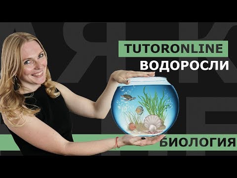 Видео: Биология | Водоросли