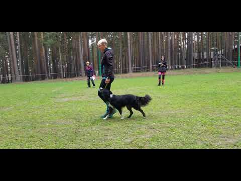 Видео: Дип обидиенс-1