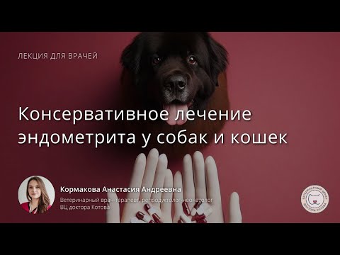 Видео: Консервативное лечение эндометрита у собак и кошек