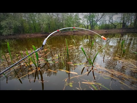 Видео: Попал на вечерний КЛЕВ! Ловля крупного КАРАСЯ и Синца на Боковой Кивок.