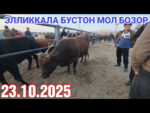 Видео: 23 октября 2025 ЭЛЛИККАЛА БУСТОН МОЛ БОЗОР НАРХЛАР НИМА БУЛДИ