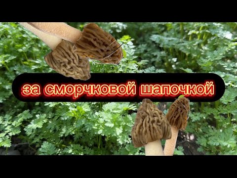 Видео: Сморчковая Шапочка 2025