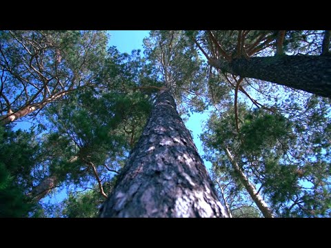 Видео: Популярно о лесе: ленточные боры Алтайского края. Какие на самом деле проблемы в уникальных лесах