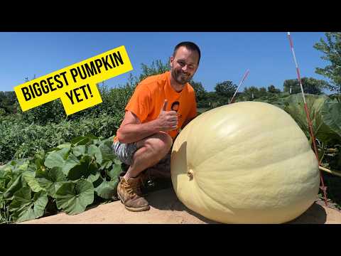 Видео: Три гигантские тыквы борются за самый высокий рост