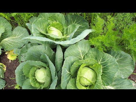 Видео: Сею капусту особым способом в конце марта.