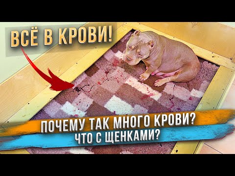 Видео: Откуда столько крови? Где щенки?