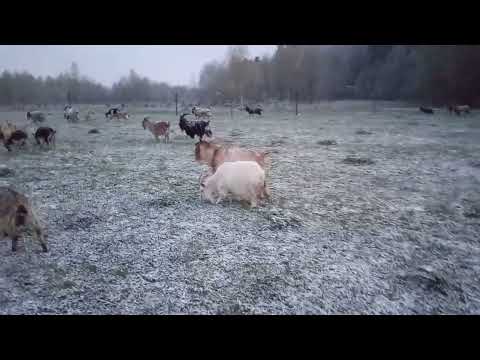 Видео: Моё Хозяйство/5 Мая/Детёныши/Звери Едят Траву/#goat #goats #farmer