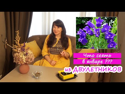 Видео: Двулетние цветы - что посеять в ЯНВАРЕ - ??? Мальва, колокольчик, виола, гвоздика, наперстянка, мак.
