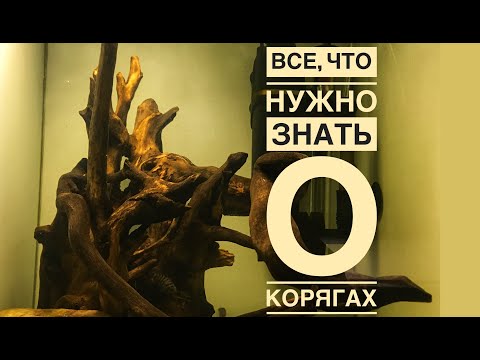 Видео: Как выбрать, обработать и закрепить корягу для аквариума чтобы она не всплывала