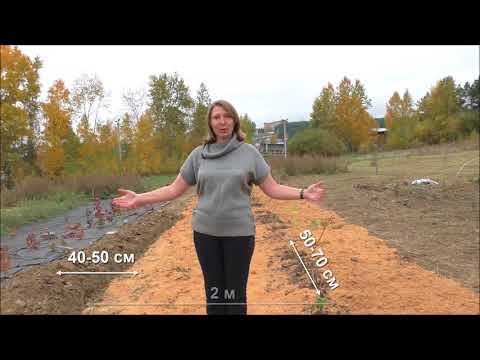 Видео: Возделывание малины в Иркутской области