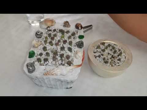 Видео: Мой метод полива литопсов малышей #lithops #suculentas