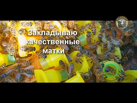Видео: Закладка качественных маток Как привить личинки чтобы матки были полноценные Первая прививка