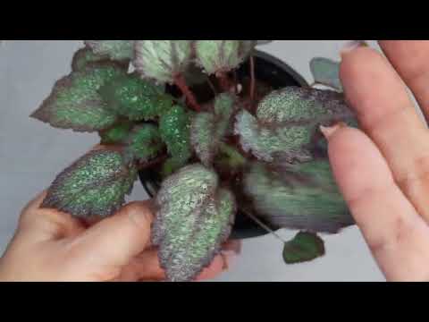 Видео: Полюбуемся бегониями