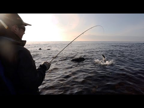 Видео: Нахлыстовая рыбалка на морскую форель — идеальный весенний день. В тихую погоду рыба клюёт на мушки.
