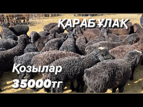 Видео: Мал базар Қарабұлақ 24.04.24 Қой. Қозы. Қошқар. Тоқты