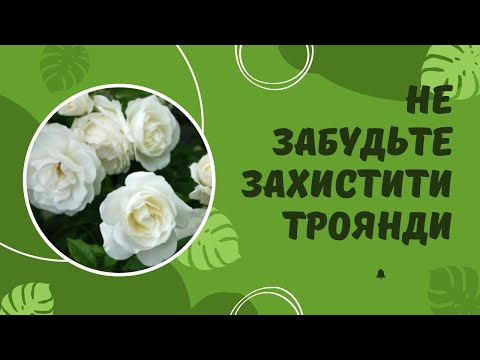 Видео: Попелиця, трипс, павутинний кліщ -  як захистити троянди