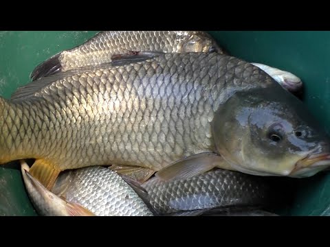 Видео: Рыбалка на Карпа в октябре. РЕКА ДНЕСТР