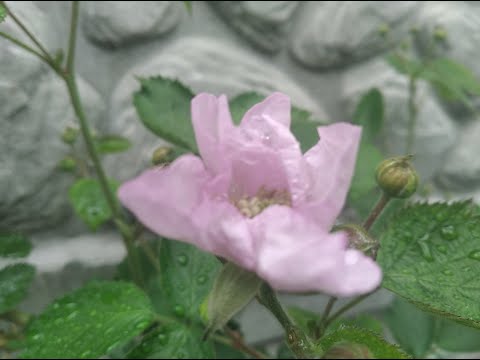 Видео: Сад - город на 26.05.25 🇺🇦 #слива #полуниця #ожина #актинидія #саджанці