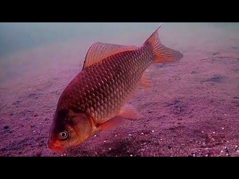 Видео: ЛЁД ТРЕЩИТ! ТРЕЩИНЫ ПРЯМ ПОД НОГАМИ! зимняя рыбалка в палатке с ночевкой