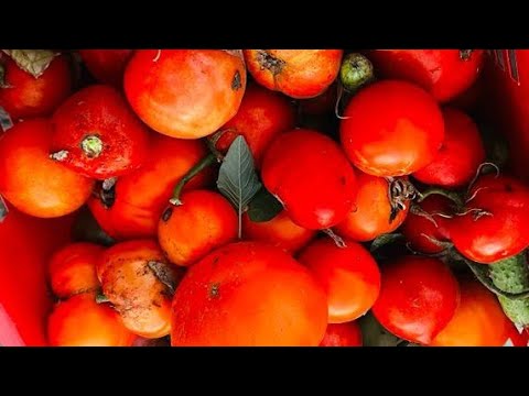Видео: Қызанақ өсіру. Помидор өсіру. Қызанақ түрлерін таңдай білу.Ауруларының алдын алу.#помидоры #қызанақ