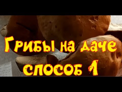 Видео: Как вырастить грибы? Подосиновики, подберезовики и белые грибы на даче.
