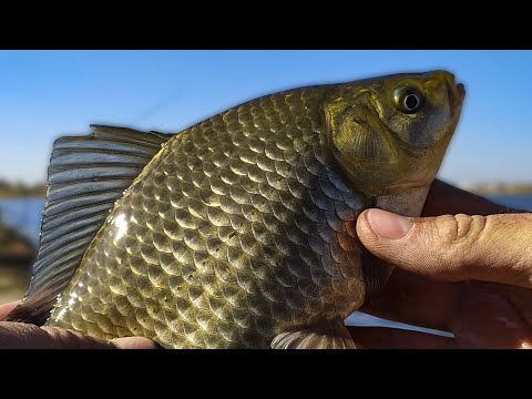 Видео: ЛУЧШИЕ НАСАДКИ ДЛЯ ЛОВЛИ КАРАСЯ РАННЕЙ ВЕСНОЙ! С ЭТИМИ ДВУМЯ НАСАДКАМИ БЕЗ УЛОВА НИКОГДА НЕ УХОЖУ!