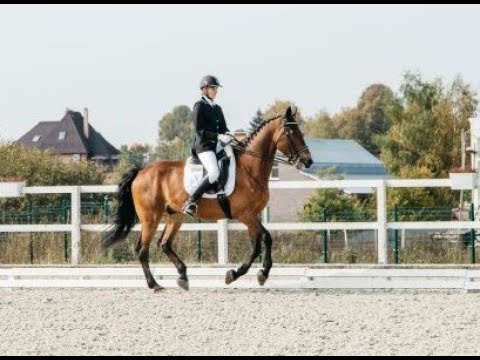 Видео: Как остановить лошадь с галопа? Переходы галоп-шаг и галоп-остановка-галоп