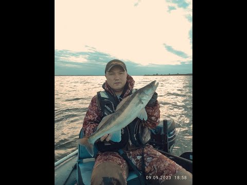 Видео: Рыбалка на судака! Селеты осень 2023