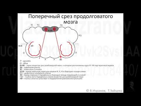 Видео: Внутреннее строение продолговатого мозга.