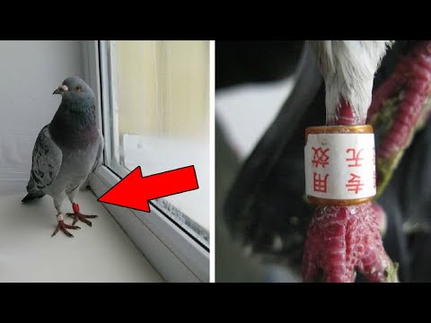 Видео: Елімізге Қытайдан ұшып келіп жатқан... | Қызықты мәліметтер #14