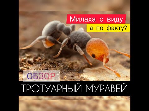 Видео: ТРОТУАРНЫЙ МУРАВЕЙ! ОБЗОР! Стоит ли качать? Баффы, Урон! The Ants: Underground Kingdom