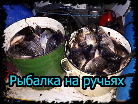 Видео: Рыбалка на ручьях ( промысел ) заготовка рыбы. Зелёным не смотреть.