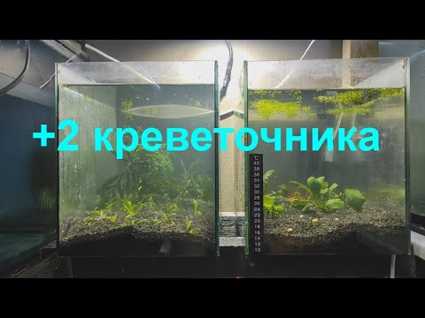 Видео: +2 креветочника