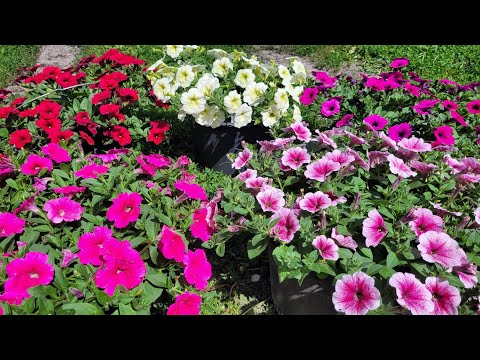 Видео: 27.06 2025г петунии какие понравились, а какие нет)
