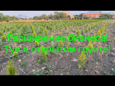 Видео: 🌳🌲Высадили туи в открытый грунт!Стали партнёрами.🤝Расширяем бизнес!🌳🌲
