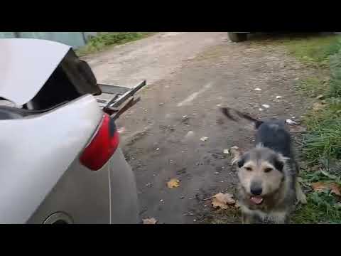 Видео: Тоби остался в одиночестве.