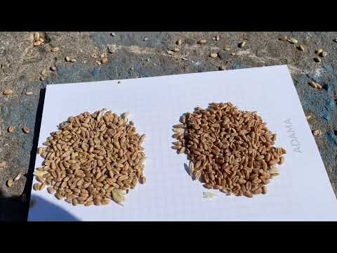 Видео: No till*Пшениця Тобак на 35 см