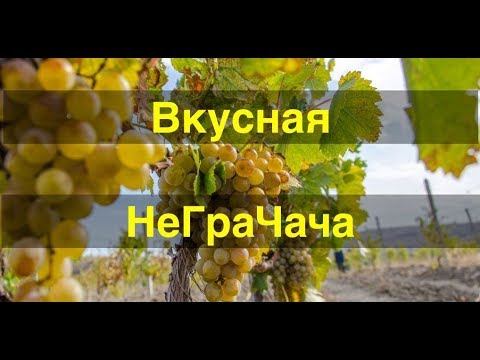 Видео: Вкусная НеГраЧача. Продолжаем делать виноградный дистиллят