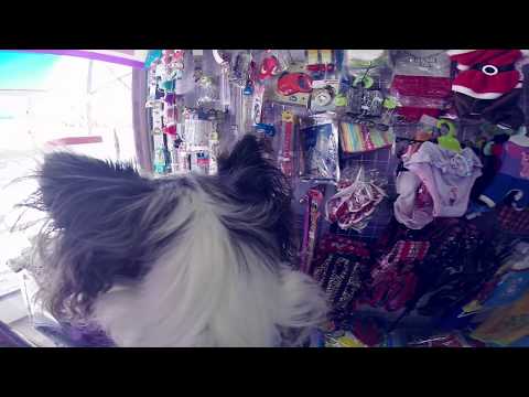 Видео: ВЛОГ Зоомагазины | Чихуахуа Софи
