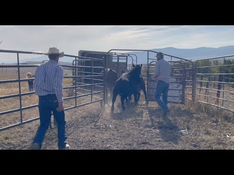 Видео: Осенний сбор коров
