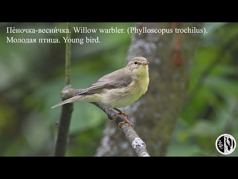 Видео: Молодая пеночка весничка чистит оперение. A young willow warbler. (Phylloscopus trochilus).