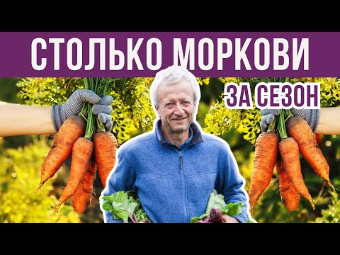 Видео: Вот такой урожай моркови на грядке без копания