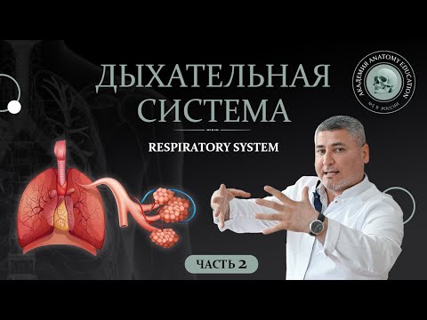 Видео: Дыхательная система часть 2 / Respiratory system part 2