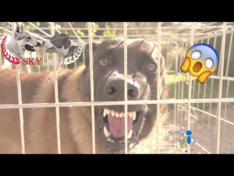 Видео: бельгийская овчарка MALINOIS // очень опасный // PART 1