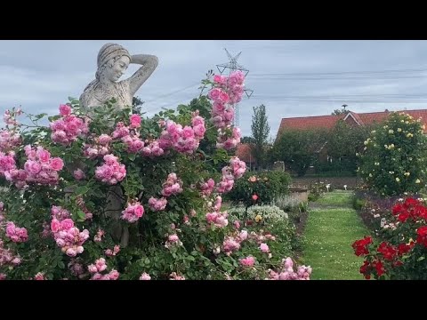 Видео: Мой визит в штаб-квартиру Kordes в Германии | Экскурсия по розарию | Kordes Roses