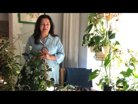 Видео: КОРОЛЕВСТВО ХОЙ