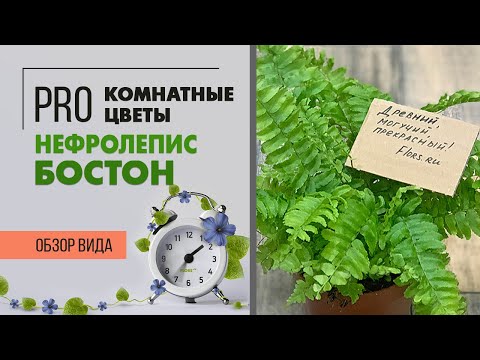 Видео: Нефролепис Бостон - папоротник, один из многочисленных видов. Неприхотливое комнатное растение.