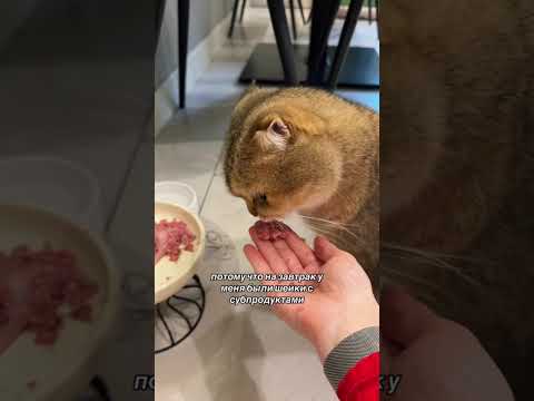 Видео: Ужасный день